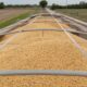 China buys three U.S. soybean cargoes ahead of Trump-Xi meeting, Reuters reports