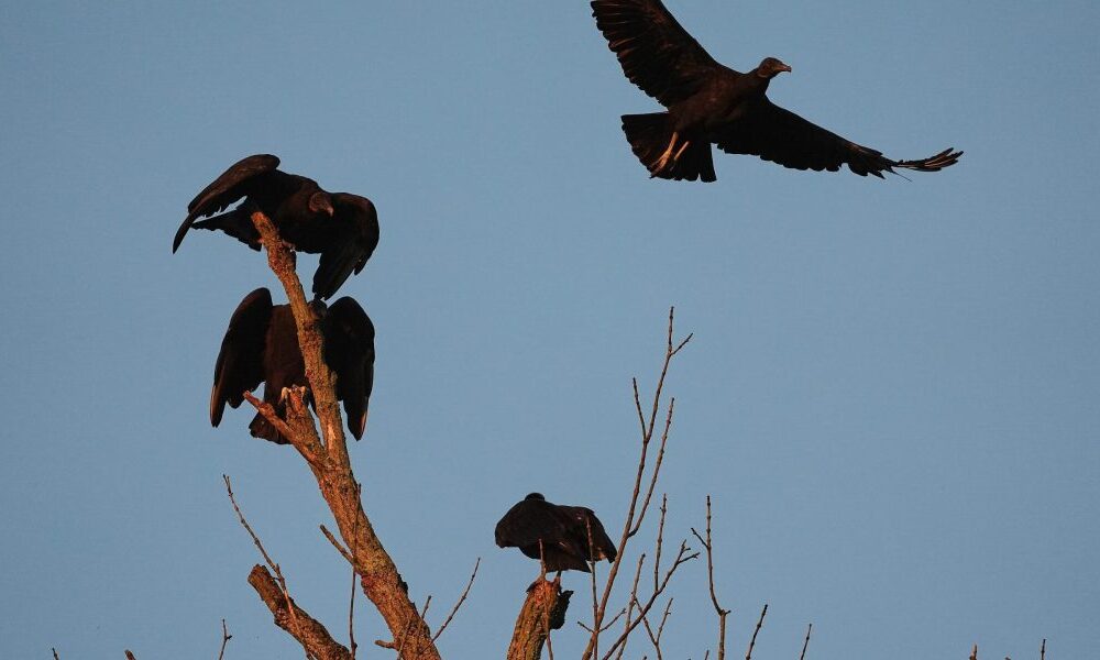 Cattle faces a growing threat from a protected vulture spreading north amid climate change