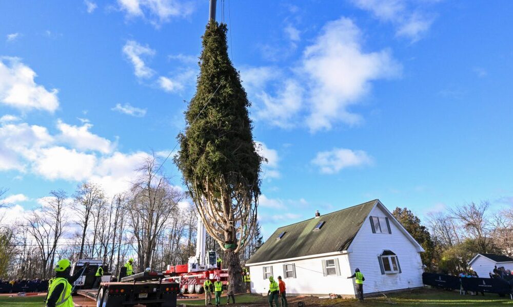 The towering Christmas tree that will light up Rockefeller Center this holiday season is on its way to New York City