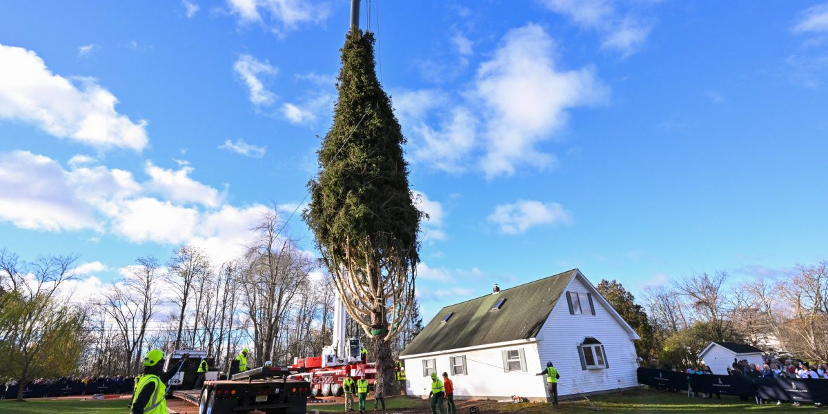 The towering Christmas tree that will light up Rockefeller Center this holiday season is on its way to New York City