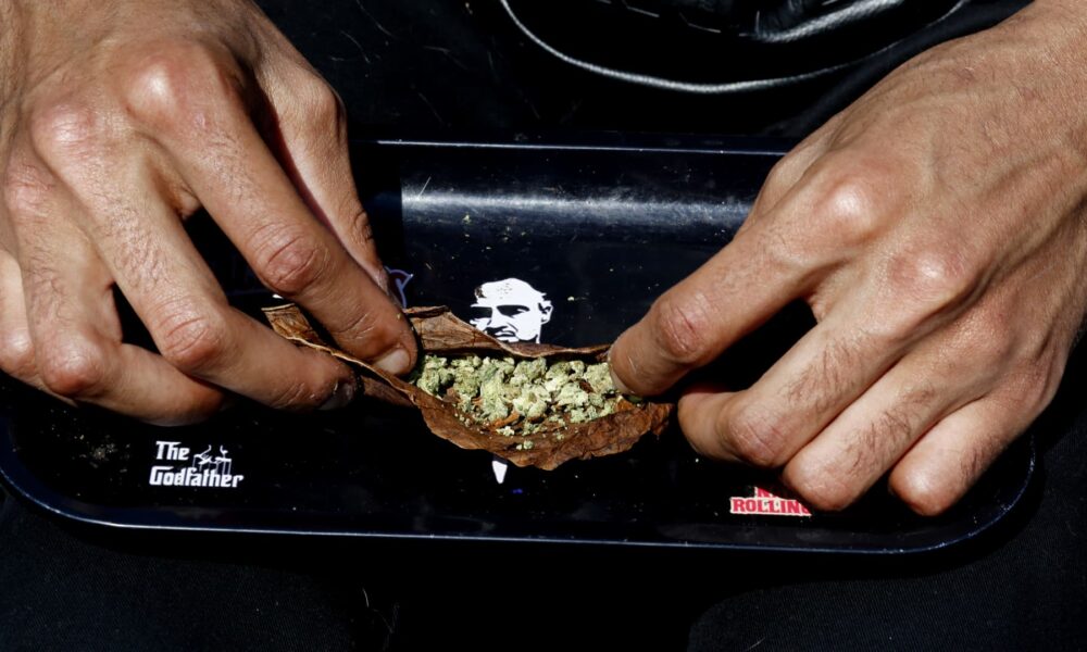 'Trump effect' raises hopes for cannabis rally